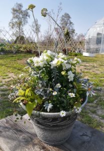 ご近所さんも注目 玄関に素敵な花の鉢植えはこちら