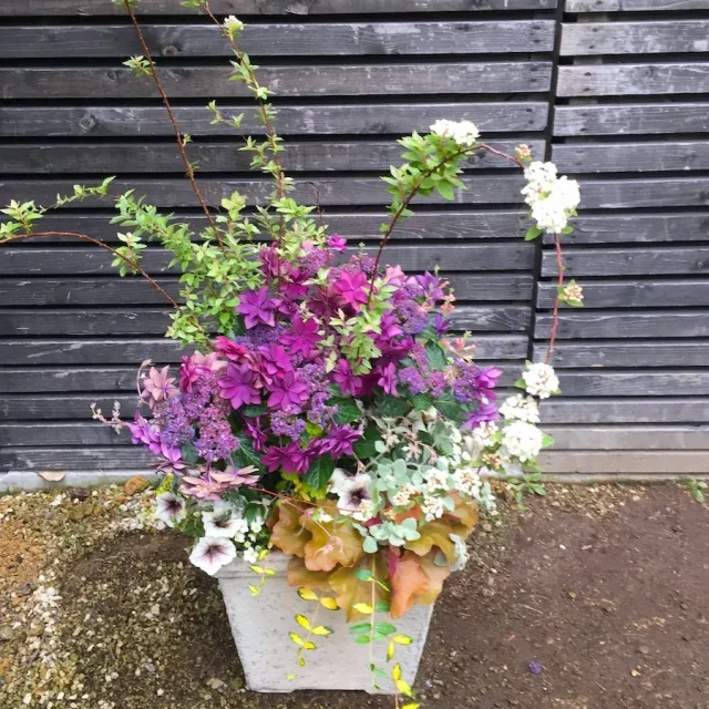 玄関鉢植え紫陽花ーフルーレfleur-é