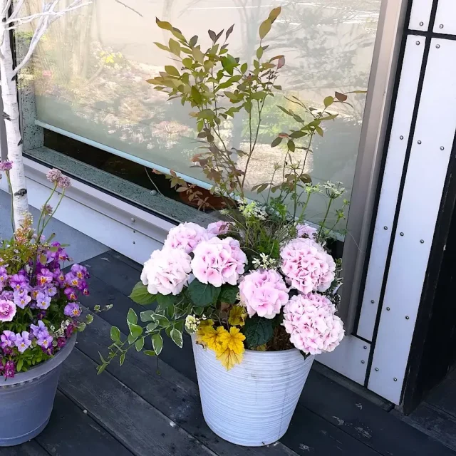 玄関鉢植え紫陽花ーフルーレfleur-é