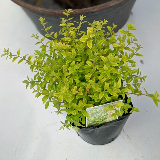 ロニセラ２芽植え-フルーレfleur-é